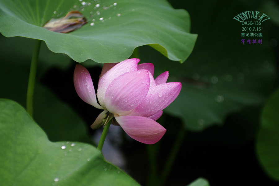 雨中荷 摄影 军情