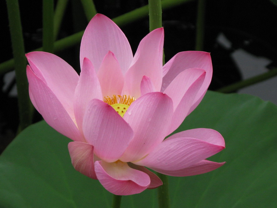 婉娈芬芳 摄影 夜雨花仙