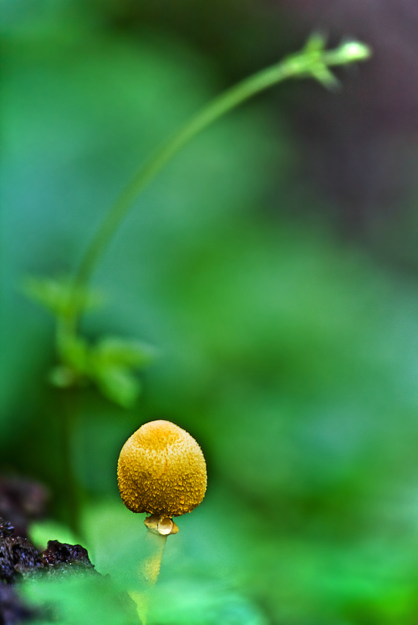 菇 摄影 玉月