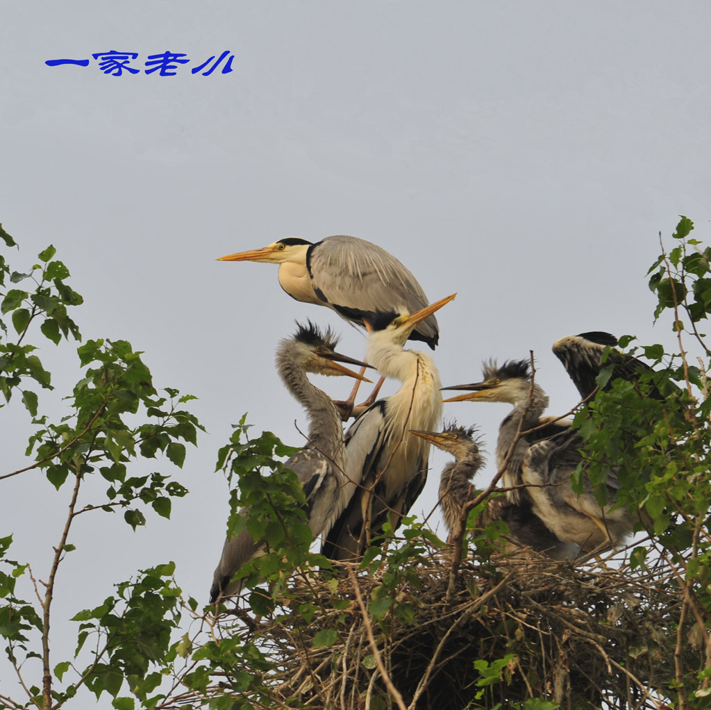 一家老小 摄影 行走山水kfq