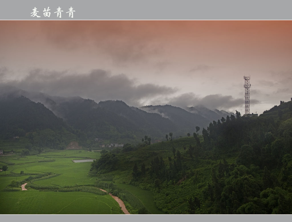 麦苗青青 摄影 山居秋螟