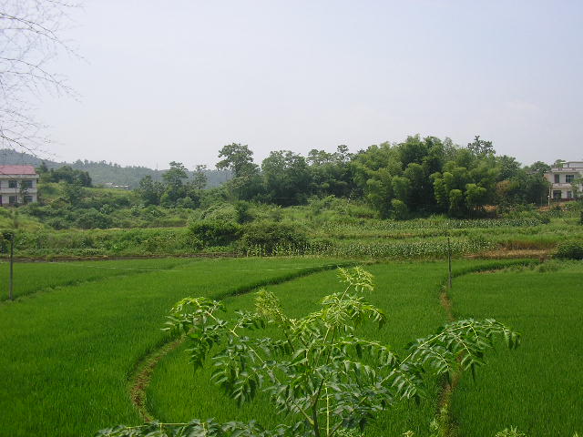 农村 摄影 渡船小河边