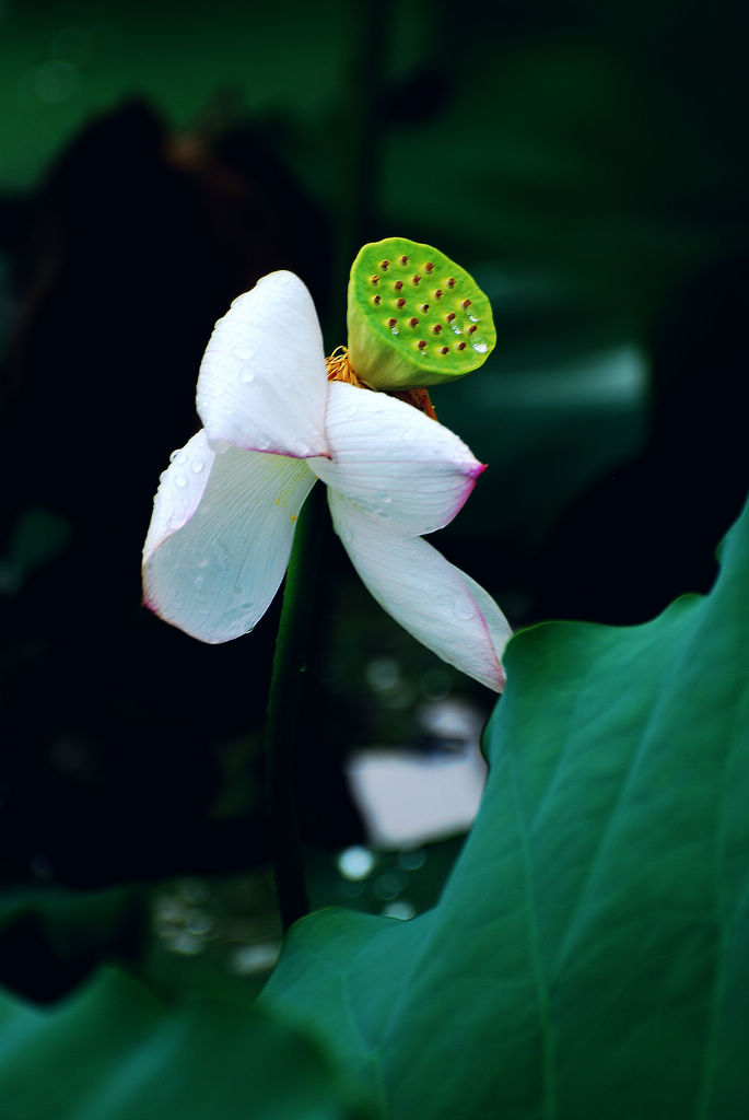 孕育 摄影 山妹