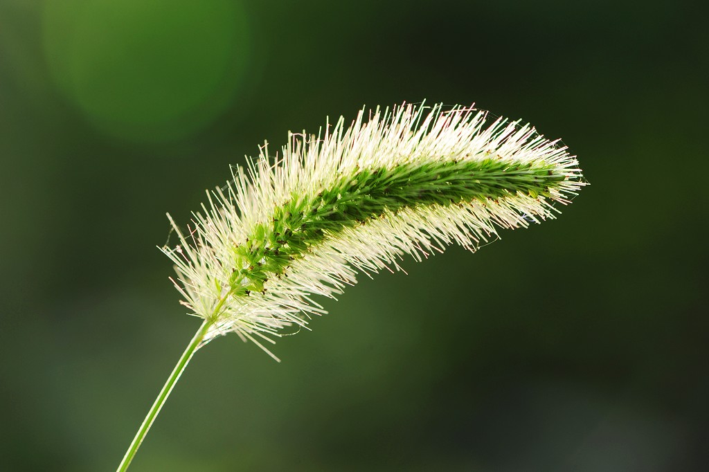 狗尾巴草 摄影 泉声