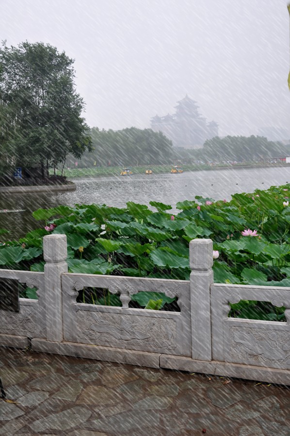 雨荷图 摄影 冬日恋哥