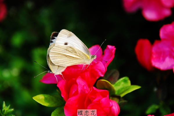 蝶恋花 摄影 彭家锅庄