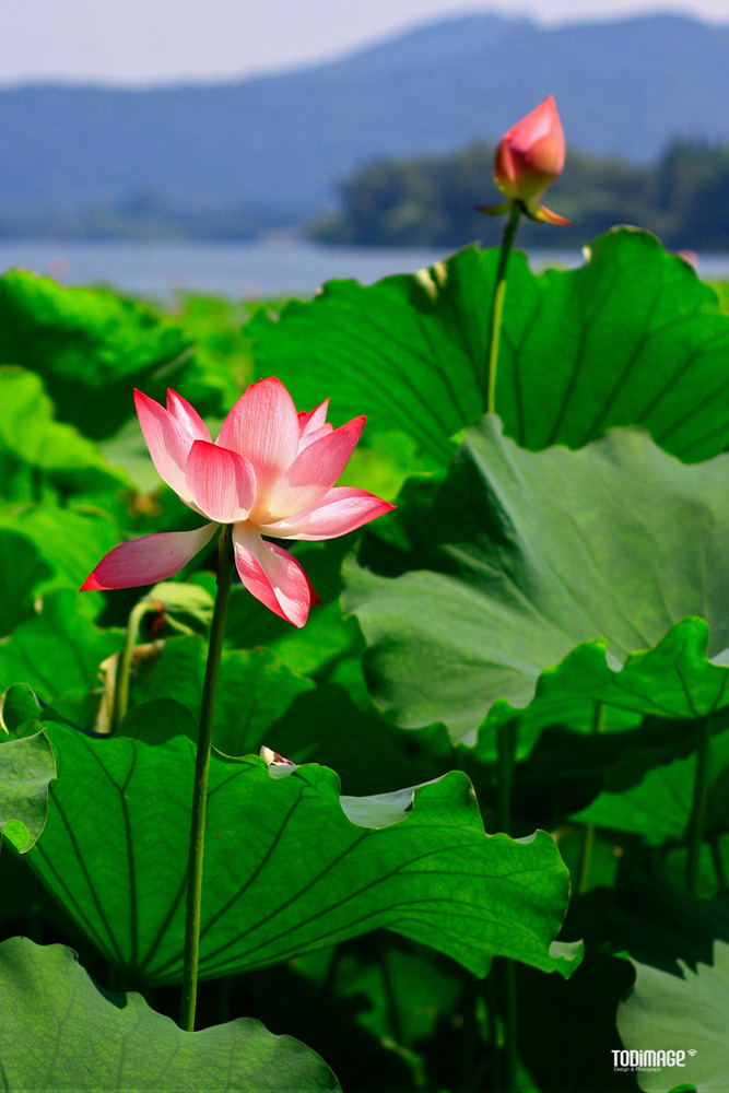 杭州·曲院风荷·再拍荷花 摄影 大老六