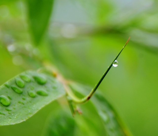 雨珠 3 摄影 apengabc