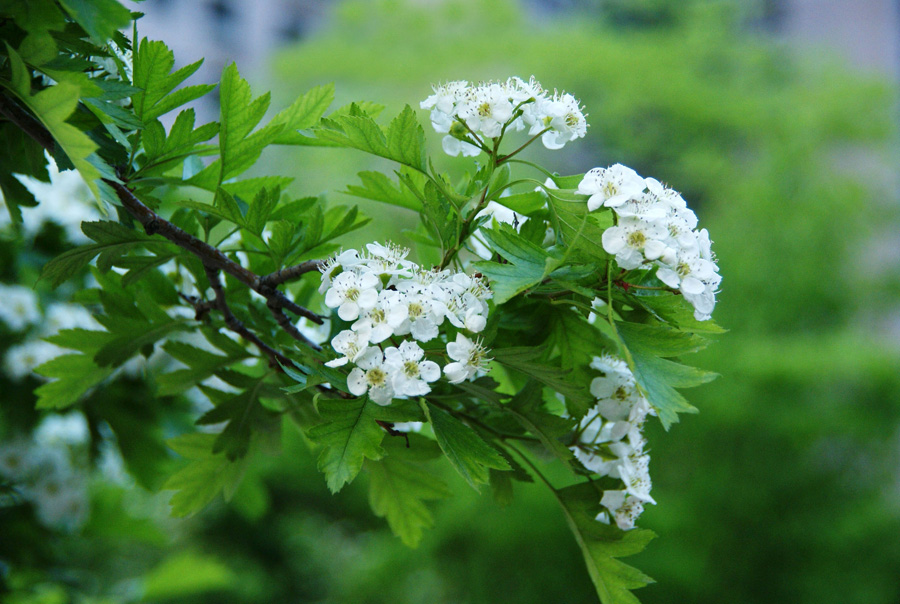 闲看庭前花开花落 摄影 苍龙行雨