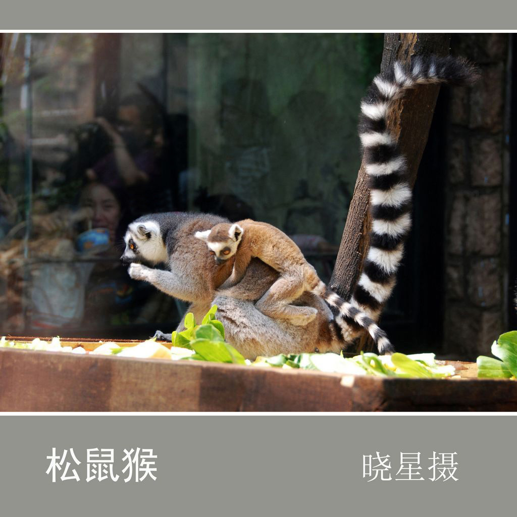 松鼠猴 摄影 晓星