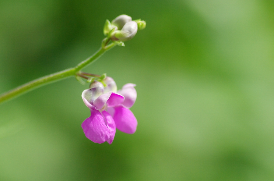 芸豆花 摄影 怡仁