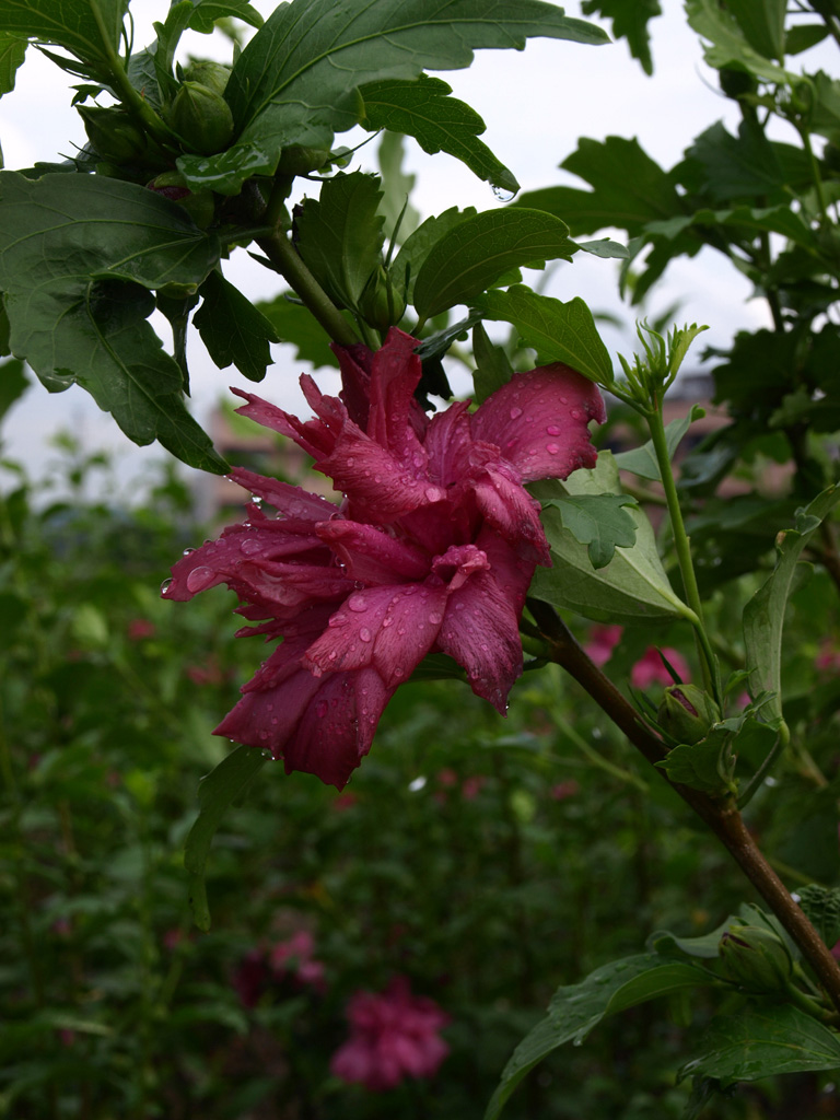 不怕风雨 摄影 学有所成