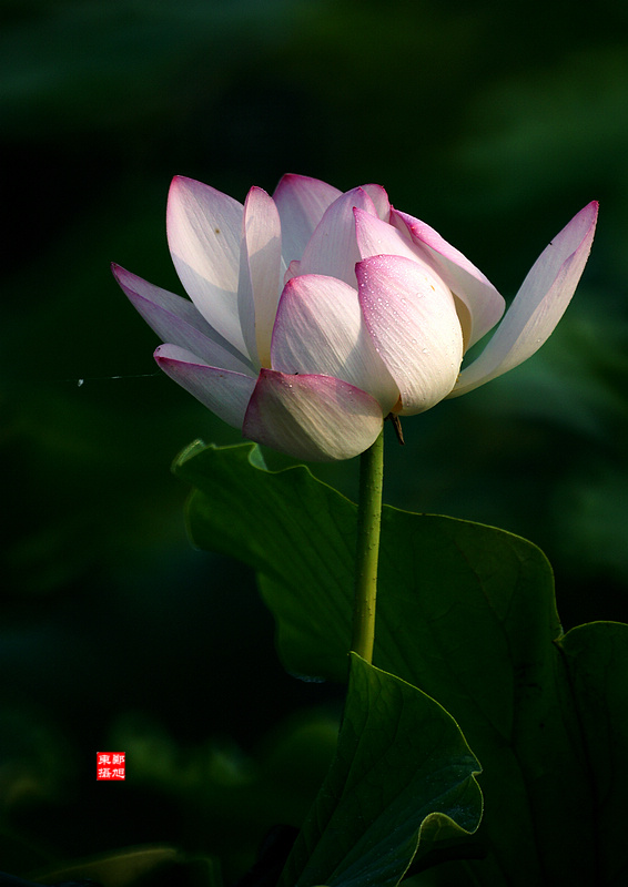 荷花 摄影 乐水郑曦