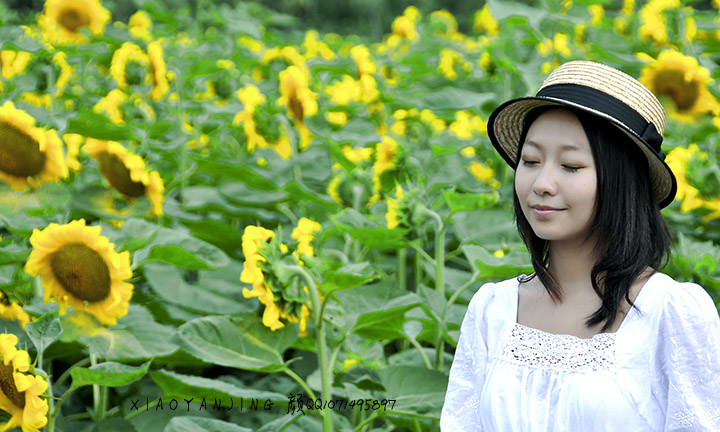 葵与花1 摄影 高原小眼睛