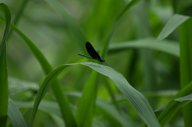 蜻蜓 摄影 英子的秋天