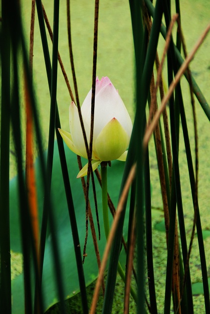 荷花，随拍 摄影 明远