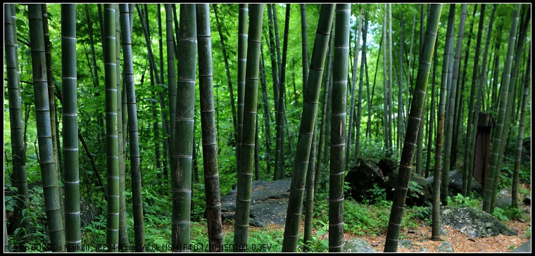 宜春明月山的竹 摄影 大古泡菜