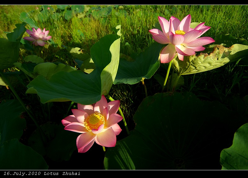 Golden Lotus 摄影 andyliu1977