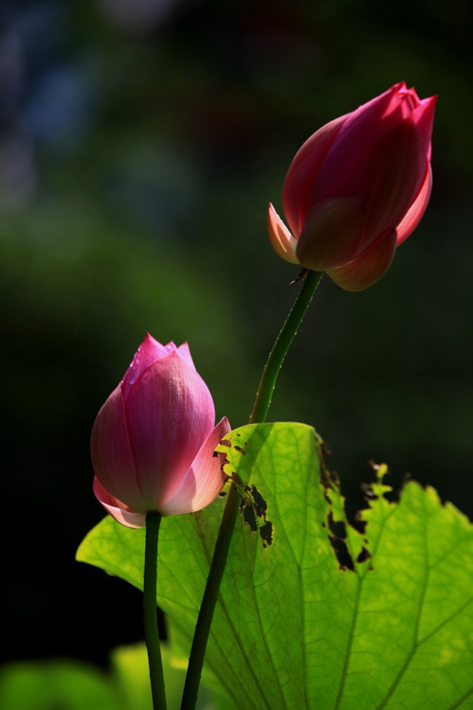 荷花 摄影 youkejin