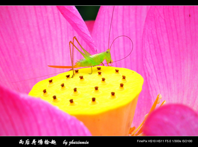 雨后荷塘撷趣—小蝈蝈 摄影 熙明