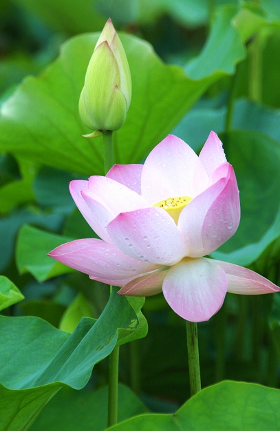 荷花，随拍 摄影 明远