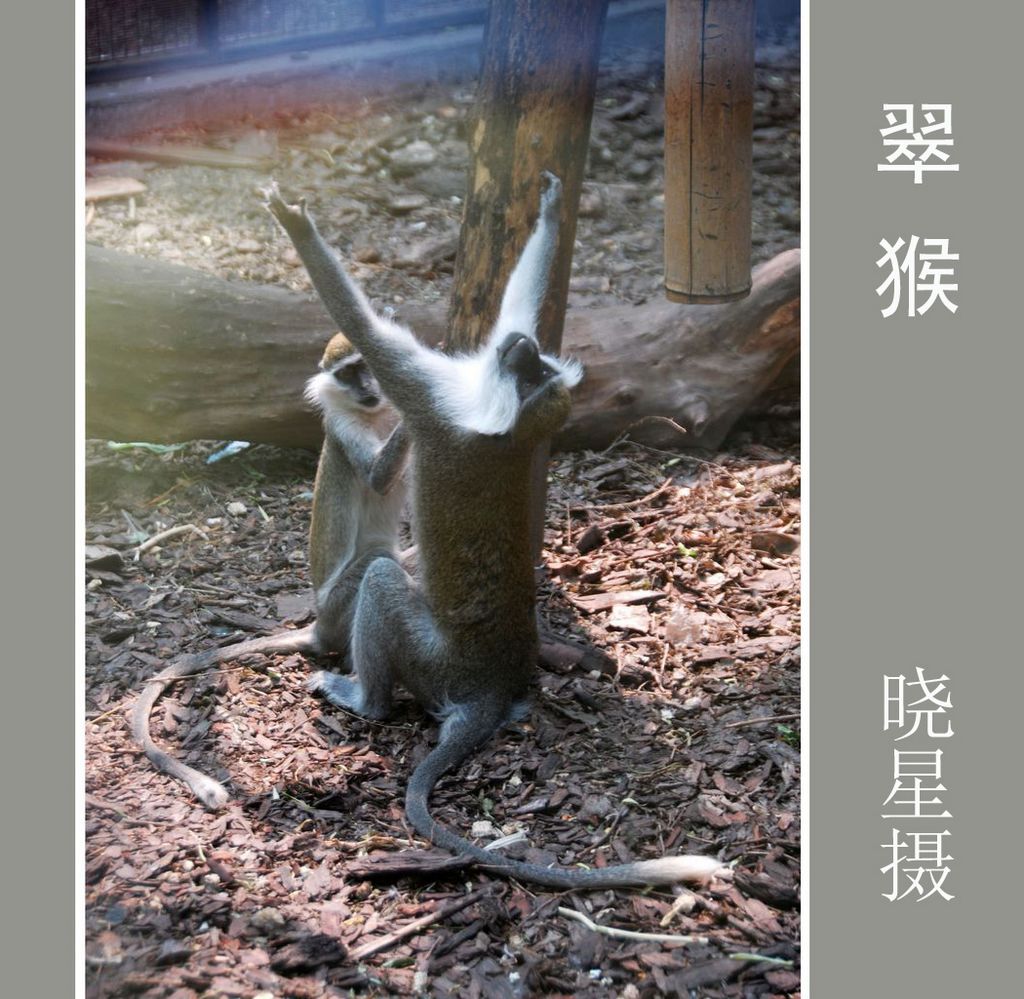 翠 猴 摄影 晓星