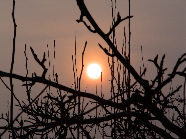 梨乡夕阳2 摄影 魏县海雷