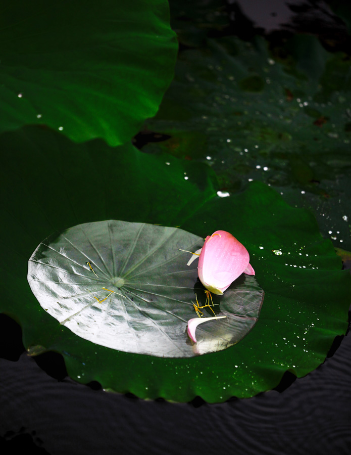 落花流水 摄影 老歌歌