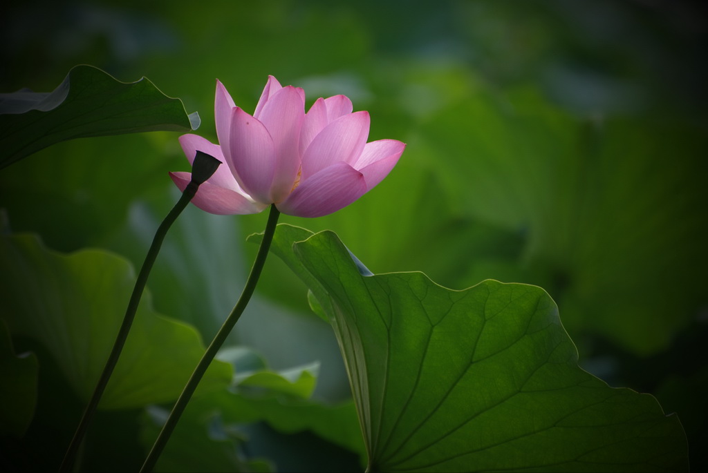 荷花 摄影 宏光