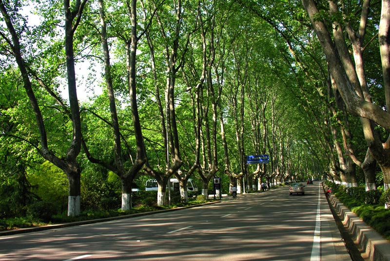 南京风景-中山陵林荫大道 摄影 jdyang44