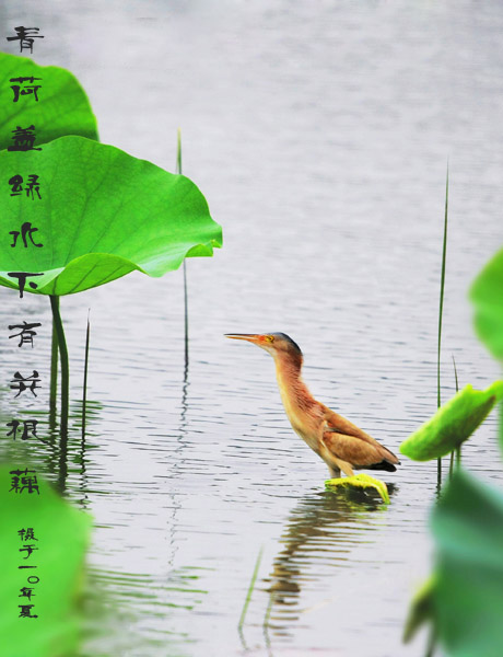 鸟 摄影 姑苏一怪