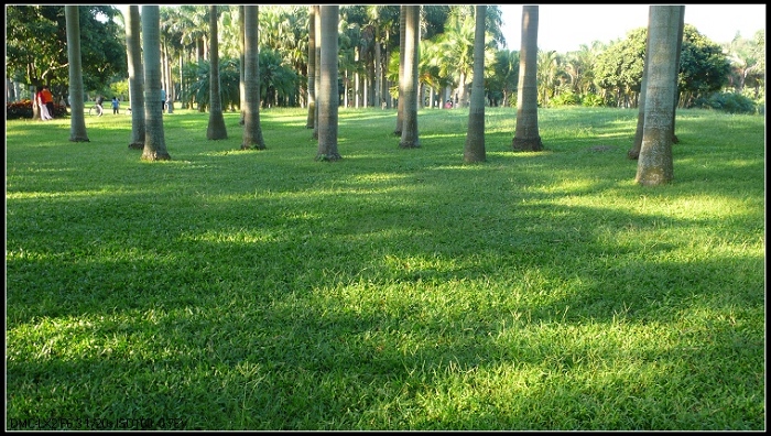 深圳的绿地 摄影 大古泡菜