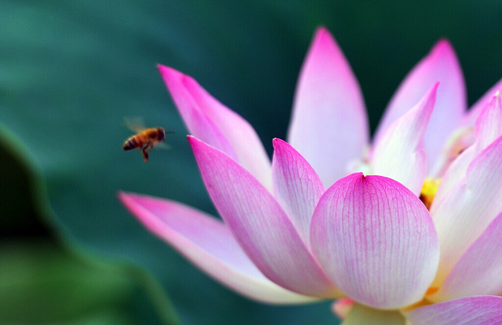 “采荷” 摄影 水城人