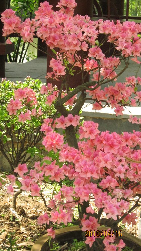 杜鹃花开 摄影 资深美女