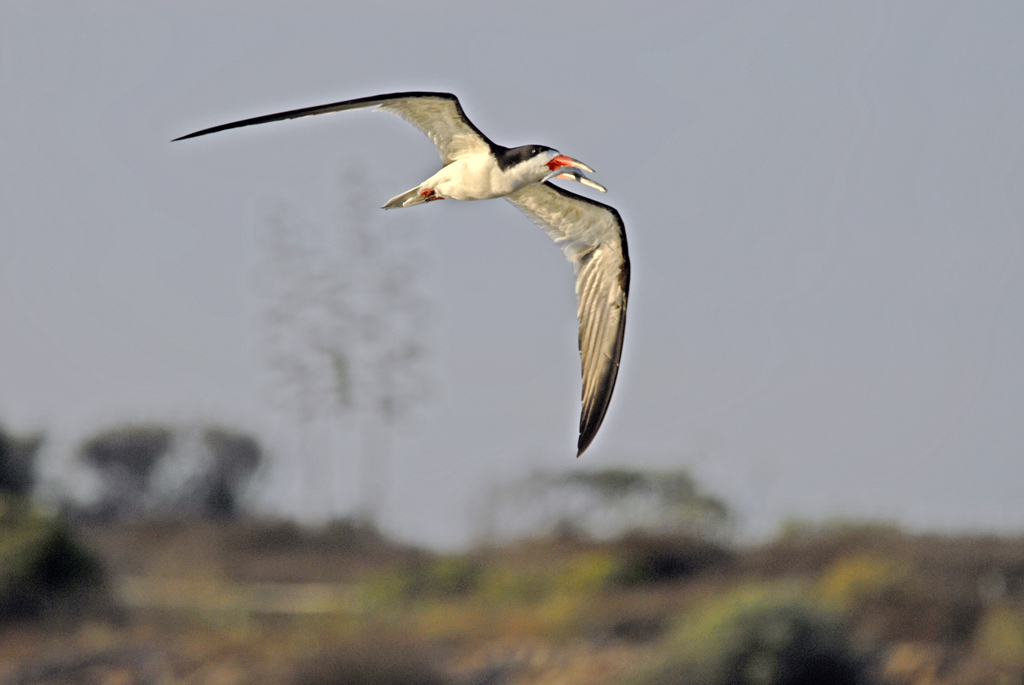 剪嘴鸥 (Black Skimmer) 摄影 金石靓影