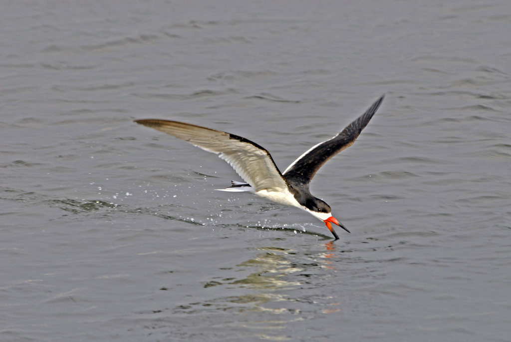 剪嘴鸥 (Black Skimmer) 摄影 金石靓影