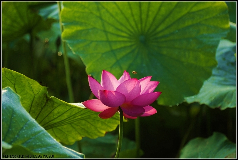 蝴蝶正愁飞不过,蜜蜂争先展翅来 摄影 南来客人