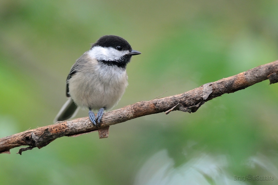 黑顶山雀 Black-capped Chickadee（2） 摄影 光头福娃