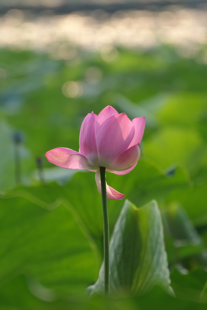 荷花 摄影 宏光