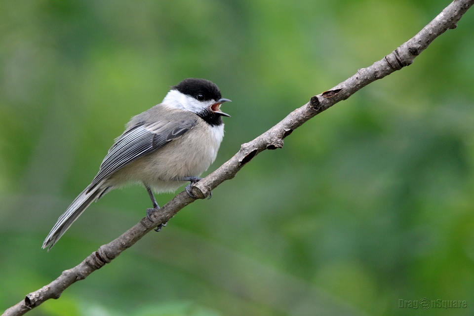 黑顶山雀 Black-capped Chickadee（1） 摄影 光头福娃