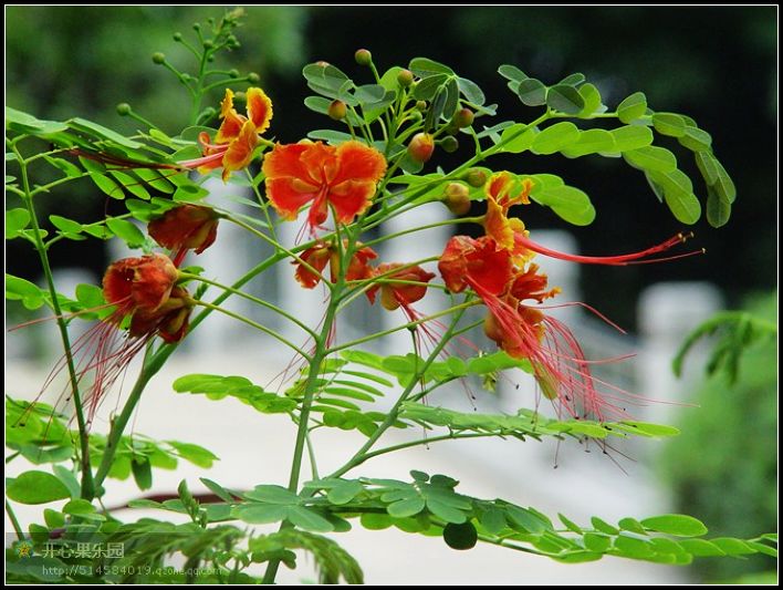 小花 摄影 红棉