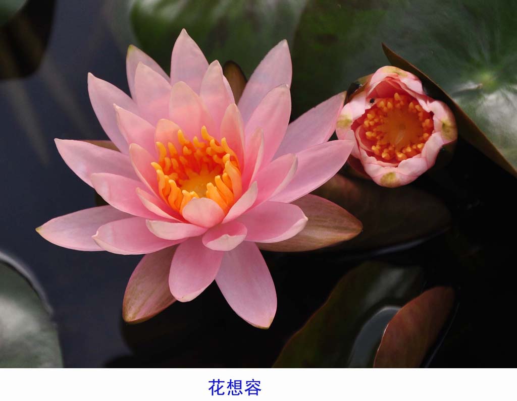 花想容 摄影 老牛犇犇