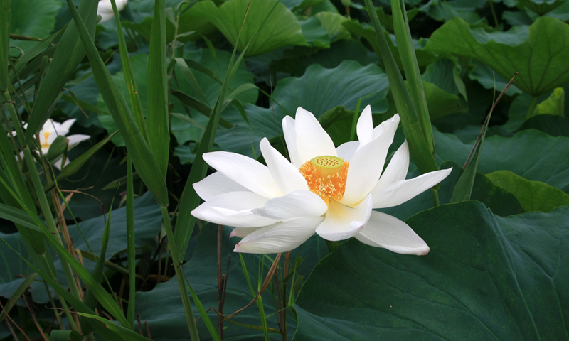 荷花 摄影 河山锦绣