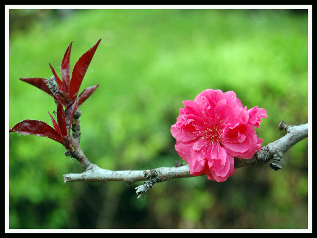 芽 摄影 lzl枫叶