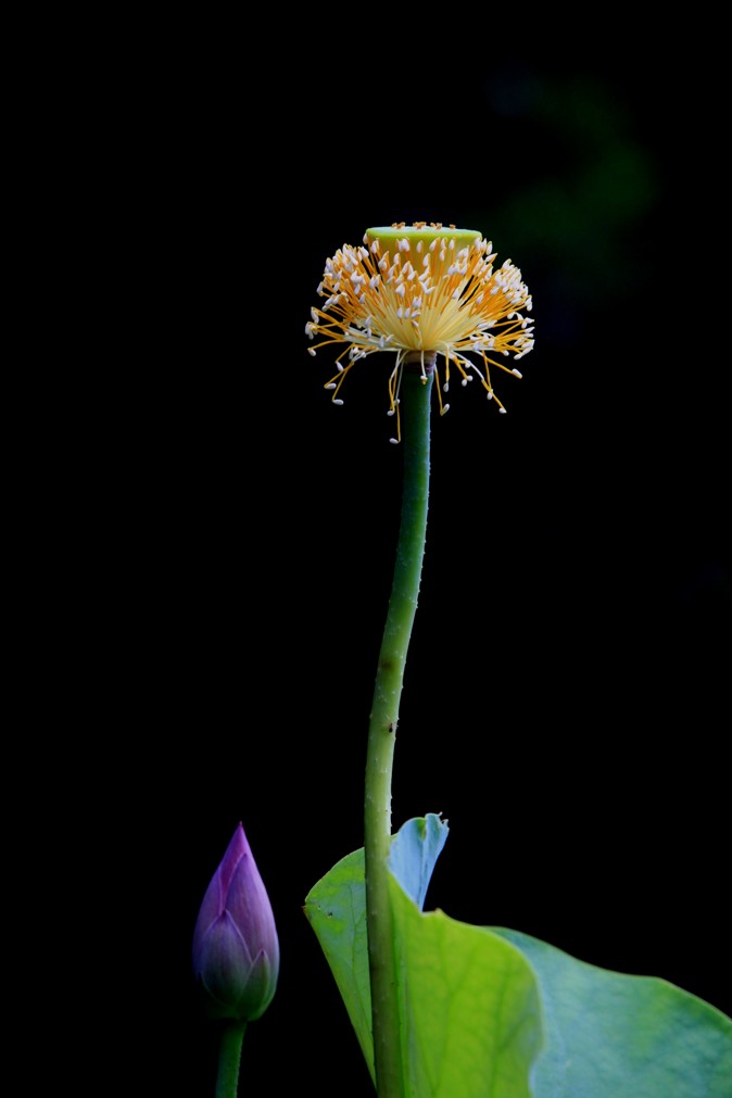 荷花 摄影 youkejin