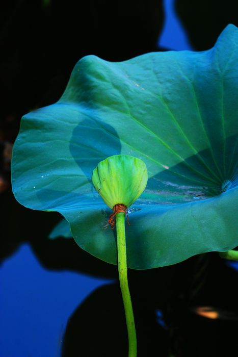 再拍北海荷花 摄影 hong2009