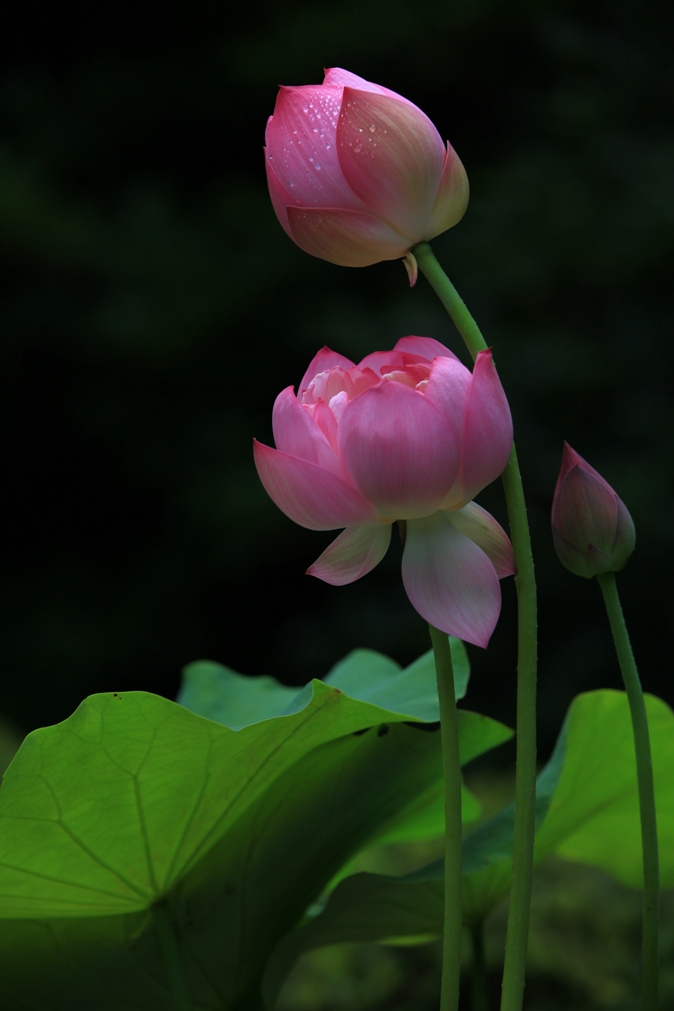 荷花 摄影 youkejin