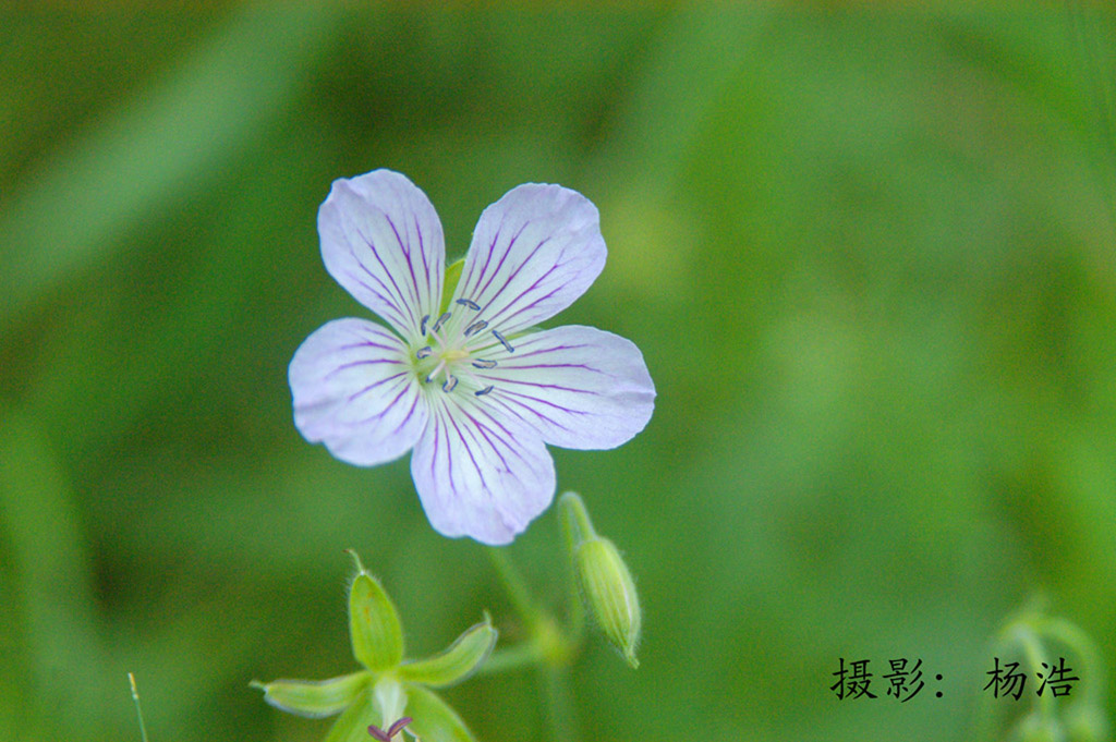 花儿开开 摄影 yhyanghao