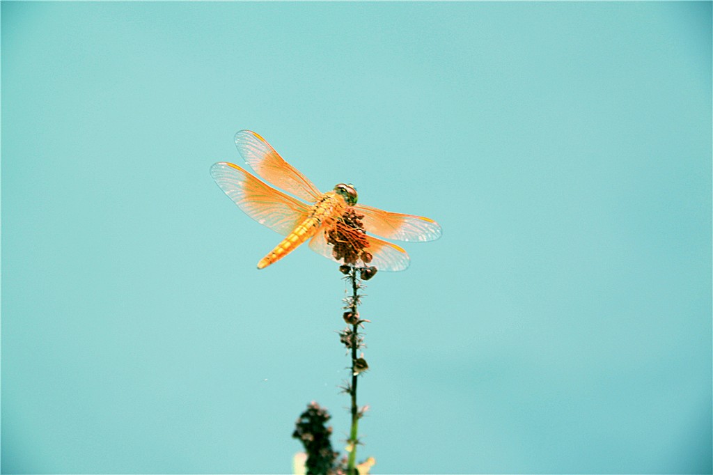 蜻蜓 摄影 友才youcai