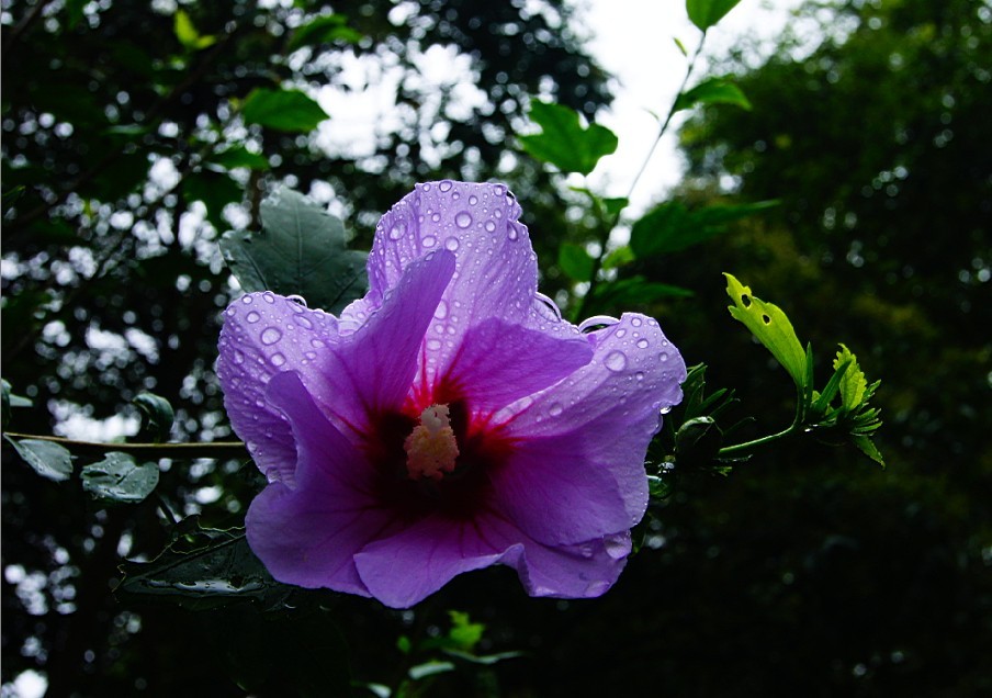 雨后 摄影 雨竹清风